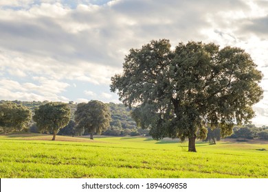 Holm oak grove, quercus ilex trees green landscape