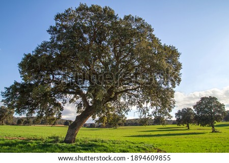 Similar – Image, Stock Photo Holm oak tree holm oak