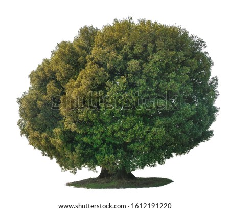 Similar – Image, Stock Photo Holm oak tree holm oak