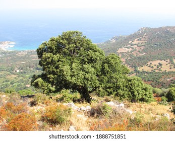 Holm Oak On Corsica Island