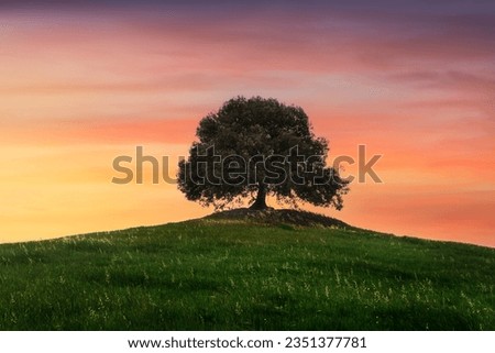 Holm oak on top of the hill at sunset in spring. Pieve a Salti, Buonconvento, province of Siena, Tuscany