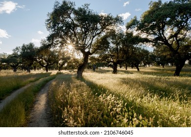 Holm oaks against the light on a path in Monfragüe National Park Holm oak meadows and pastures in the Natura 2000 Network Spain Extremadura - Shutterstock ID 2106746045