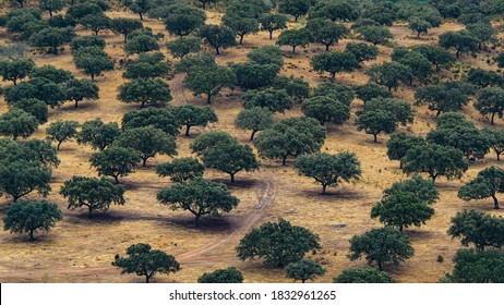 Holm oaks in the natural park of Monfragüe, Caceres.