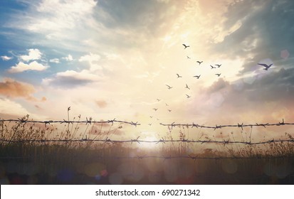 Holocaust Memorial Day (HMD) Concept: Silhouette Of Birds Flying And Barbed Wire At Sunset Background