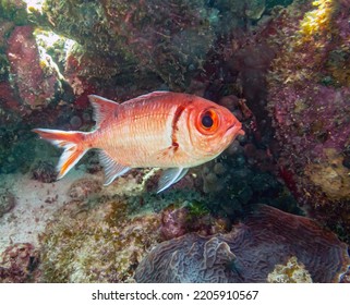 Holocentrinae Is A Subfamily Of Holocentridae Containing 40 Recognized Species And One Proposed Species. Its Members Are Typically Known As Squirrelfish 