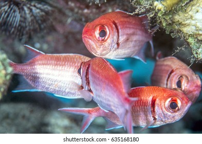 Holocentrinae Is A Subfamily Of Holocentridae Containing The Squirrelfish 