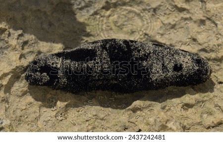 Holothuria edulis, commonly known as the edible sea cucumber or the pink and black sea cucumber, is a species echinoderm in the family Holothuriidae.The fauna of the Red Sea.