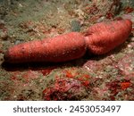Holothuria (Halodeima) edulis Lesson, 1830 commonly known as the edible sea cucumber or the pink and black sea cucumber  is regeneration.