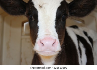 Holstein Calf 