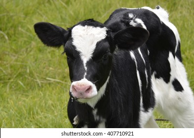 A Holstein Calf In The Grass