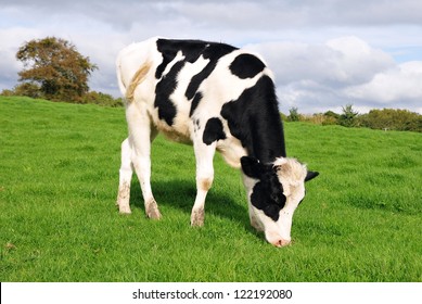 Holstein Calf Grazing in a Green Field