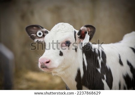 Holstein calf standing in the nursery of a dairy barn. 
