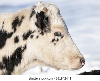 Holstein Calf In Winter 