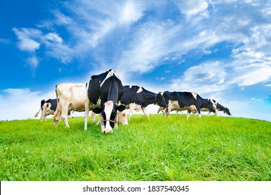 北海道 牛 の画像 写真素材 ベクター画像 Shutterstock