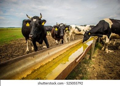 Holstein cattle drinking water in a country field
