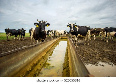 Holstein cattle drinking water in a country field