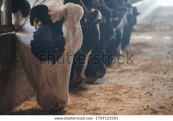 Holstein cattle\
feeding in a livestock farm\
