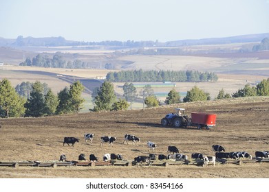 Holstein Cattle On A Dairy Farm Feedlot, Underberg, South Africa