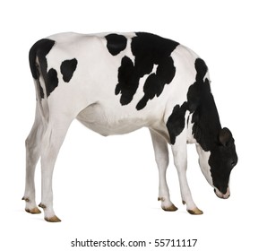 Holstein cow, 13 months old, standing against white background