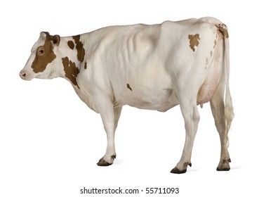 7,458 Brown holstein Images, Stock Photos & Vectors | Shutterstock