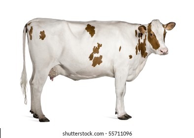 Holstein cow, 4 years old, standing against white background