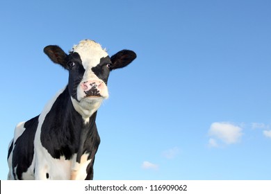 holstein cow against blue sky