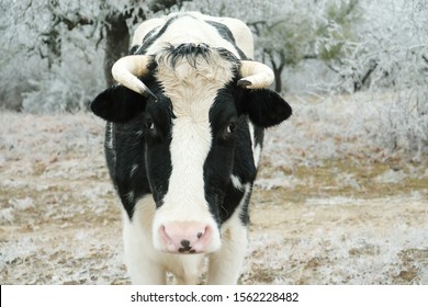 Holstein Cow Closeup In Winter Ice Storm, Freezing Weather On Farm.