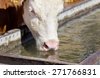 cattle water