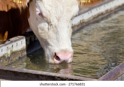 Holstein cow drinking water at reservoir on farm