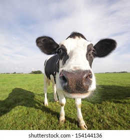 Holstein Cow In A Field, Close-up