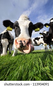 Holstein cow in a field, licking its nose