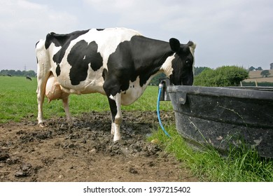 Holstein cow at grass near a water trough on a farm in the UK, showing how wet areas can cause lameness problems in the dairy cow