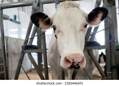 Holstein Cow Head Close Up In A Farm