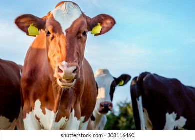 Holstein cow on  the pasture