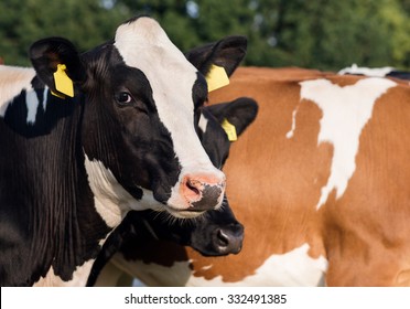 Holstein Cow On  The Pasture