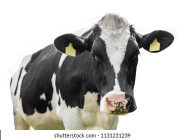 Holstein cow on a white background