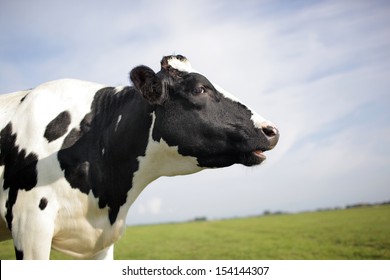 Holstein Cow In Profile, Mouth Open