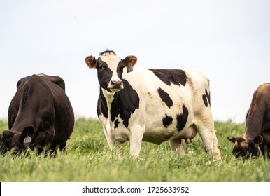 Holstein cow stands in field grazing on warm spring afternoon