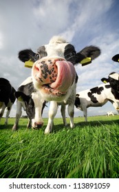 Holstein cow, sticking its tongue in its nose