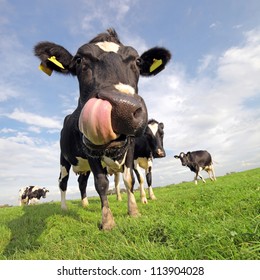 Holstein Cow With Tongue Sticking Out