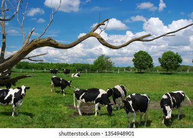 Holstein cows grazing with dead twisted tree