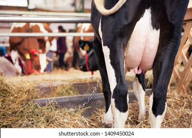 Holstein cows with large udder in a barn with other cows.