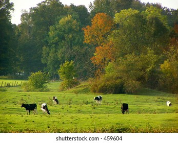 Holstein Cows In Pasture, Wayne County, Ohio