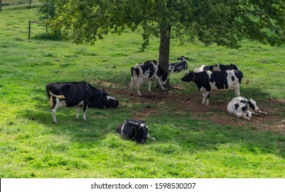 Holstein Cows Relaxing Under A Shade Tree.