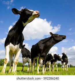 Holstein Cows Sniffing The Air