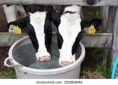 Holstein, a dairy breed with white and black patterns, drinking water in a bucket side by side