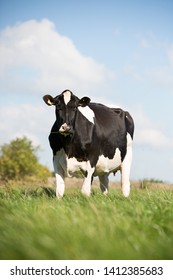 Holstein Dairy Cows In Field Grazing 