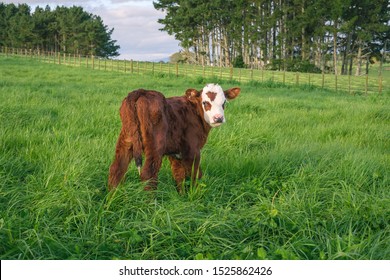 Holstein Friesian Calf Green Grass Rural Stock Photo 1525862426 ...