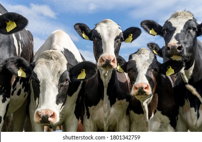 Holstein Friesian cattle (also  Schleswig-Holstein breed) with distinctive markings on pasture. Curious cows looking into camera. Tagged ears to identify animals. August day in Estonia. - Shutterstock ID 1801342759