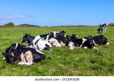 Holstein friesian cows laying down sleeping in a dairy agricultural livestock pasture field with a blue sky and copy space, stock photo image